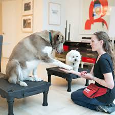How to become a dog trainer. Episode 145 Bonus Become A Dog Trainer With School For The Dogs Annie Answers Questions From A Listener Considering A Career In Dog Training School For The Dogs