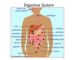 Design your own digestive system. Moving Through The Digestive Tract Write The Following Questions On A Piece Of Notebook Paper Leave Several Lines Between Each Question Ppt Download