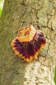 Image result for Napoleonaea septentrionalis