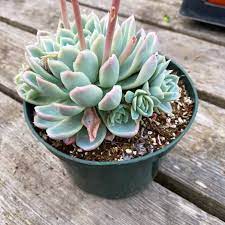 By characteristics or by cultivar name. Echeveria Plant Care How To Grow Maintain Echeveria Plants Apartment Therapy