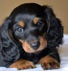 Unlike the wire haired dachshund this breed is a surprisingly low shedder. Dachshund Puppy Dackelwelpen Hunderassen Niedliche Hunde