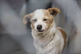 Um cachorrinho deprimido em um abrigo mal consegue levantar a cabeça para implorar por amor