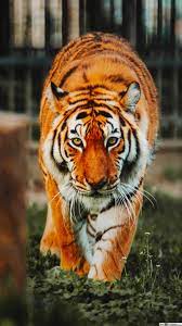 Maybe you would like to learn more about one of these? Iphone Tiger Wallpaper Kolpaper Awesome Free Hd Wallpapers