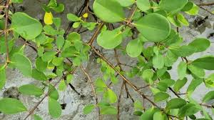 Image result for Cissampelos mucronata