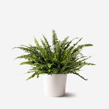 Check spelling or type a new query. Father S Day Flowers Luxury Flower Delivery For Father S Day Uk Flowerbx Uk