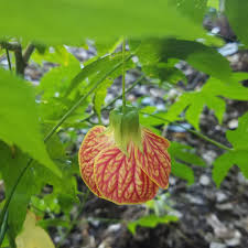 Tiger eye is a photograph by priya ghose which was uploaded on october 30th, 2012. Abutilon Tiger Eye Flowering Maple Tiger Eye In Gardentags Plant Encyclopedia