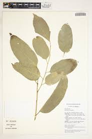 Image result for Strombosiopsis