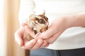 Animali Domestici Piccoli 5 Dolcissimi Pet Da Tenere In Casa Deabyday Tv