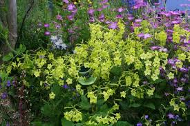 It is easy to grow, versatile, and harmonizes with flowers in shades of red, orange, and violet. Nicotiana Lime Green Nicotiana Alata Lime Green Lime Green Flowering Tobacco Plant Lust
