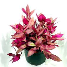 Image result for Tradescantia zebrina