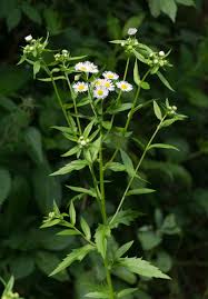 Image result for Erigeron steudelii