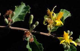 Image result for Grewia retinervis