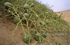 Image result for Acanthosicyos