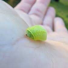 Image result for Apoda limacodes