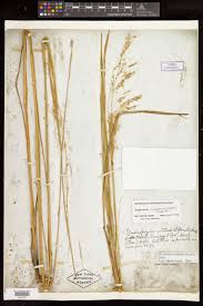 Image result for Sorghastrum stipoides