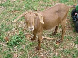 Kidney Stones In Goats New Life On A Homestead Homesteading Blog