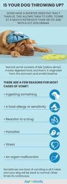 Should you bring him to the vet or not? Best Home Remedies For Dog Vomiting Dogs Naturally Dog Vomiting Dog Throwing Up Up Dog