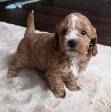 We will list new pennsylvania, pa breeders, rescues and shelters for this breed as they become available. Maltipoo Pets And Animals For Sale Orlando Fl