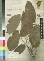 Image result for Isoberlinia tomentosa