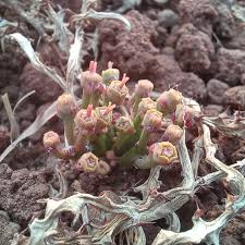 Image result for Multidentia concrescens