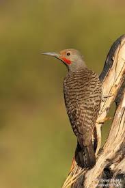 Black And White Birds In Southern California Woodpeckers Sapsuckers Northern Flicker Woodpecker Animals
