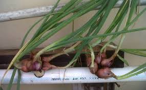 Hasil gambar untuk BATANG bawang-bawangan