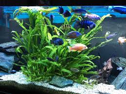 It grows in coastal lands of rivers. Cryptocoryne Aponogetifolia Xl 50 60cm Aquariumpflanzen Aquaristik Studio Heimrich