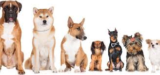 Here, take a look at. What Breed Is My Dog How To Identify Any Dog Breed All Things Dogs All Things Dogs