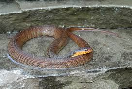 The red bellied water snake which is a subspecies of the plain bellied water snake occurs throughout most of georgia and has a plain belly that is usually reddish orange. Plain Bellied Watersnake