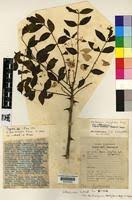 Image result for Zanthoxylum chalybeum