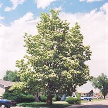 Application for full & part time jobs at culver's in your area. Northern Catalpa Catalpa Speciosa In Cedar Rapids Iowa City Marion Dubuque Iowa Ia At Culver S Garden Center