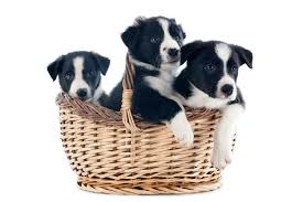 Border collie puppies require a lot of time, understanding and dedication from their owners. Finding The Best Border Collie Puppies For Sale Near You Bordercolliehealth