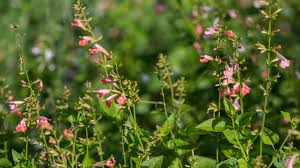 Image result for Salvia coccinea