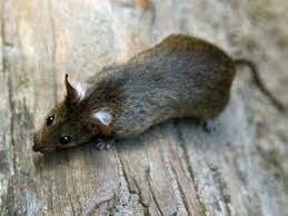 Die ratten selbst denken jedoch anders darüber. Ratten Giftkoder Richtig Auslegen Und Kontrollieren Berlin De