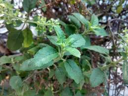 Persicaria odorata, with common names vietnamese coriander, vietnamese cilantro, hot mint and cambodian mint, is a herb whose leaves are used in southeast asian cooking. What Is Daun