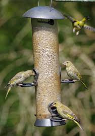 In the united states, approximately one billion birds die. How To Avoid The Spread Of Disease On Your Garden Bird Feeders Scottish Wildlife Trust