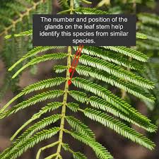 Image result for Acacia mearnsii