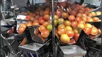 High Speed Blueberry Fruit Punnet Filling Packing Machine Weighing Scales