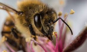 They are docile, fly early in the morning, later at night than honey bees and when the weather is poor (colder and rainy). How To Get Rid Of A Bees Nest In Your Home Different Species Require Different Treatment Express Co Uk