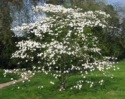 The dogwood tree offers beautiful spring flowers, colorful fall foliage and attractive berries. Cornus Eddies White Wonder Dogwood Trees Flowering Trees Tree Seeds