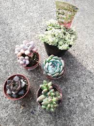 カインズホームにて多肉狩り！名前なんて二の次さ！招いたヤツらがどれだけ勇ましいかさ！ - カクタスヴィル