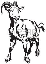 Black And White Goat Images Clip Art Goat Front View Black And White Image Goat Art White Image Black And White
