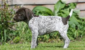 The title of pointer can be referring to a few different dog breeds such as the english pointer, the german shorthaired pointer, and the wirehaired pointer; German Shorthaired Pointer Dog Breed Information