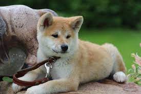 Young Akita Inu On Stone Akita Dogs Animals