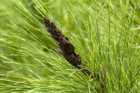 Image result for Restionaceae