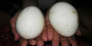 Ada yang kecil seperti ayam kate dan telur yang besar seperti telur ayam kalkun. Cerita Misteri Telur Angsa Busuk Konon Berkhasiat Dijadikan Jimat Untuk Togel