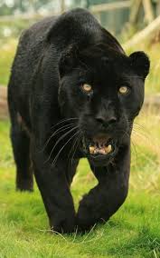 Black Panther Animals Beautiful Big Cats Black Jaguar