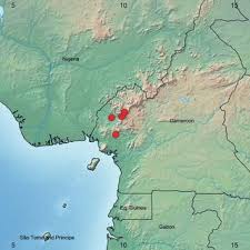 Image result for Tricalysia bagshawei