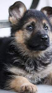 German Shepherd Puppy Fixated On The Picnic Table The One With Chicken On Top Close To Dropping German Shepherd Puppies Shepherd Puppies German Shepherd Dogs