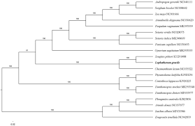 Image result for Danthoniopsis dinteri